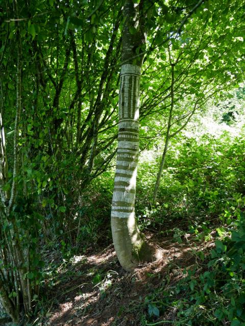 Arbre dans haie bocagère