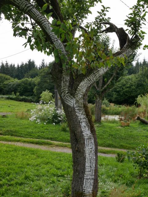 Vieux pommier à la Renardière
