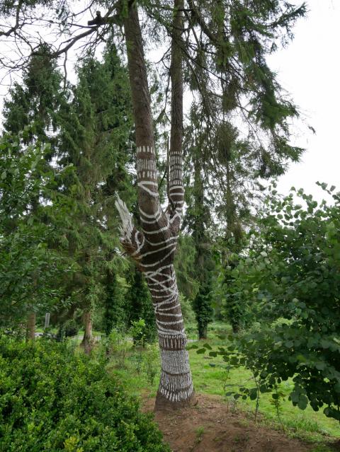 Sapin au pansement